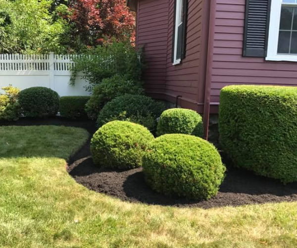 Sculpted bushes by Ten Four Landscape in Norfolk, MA